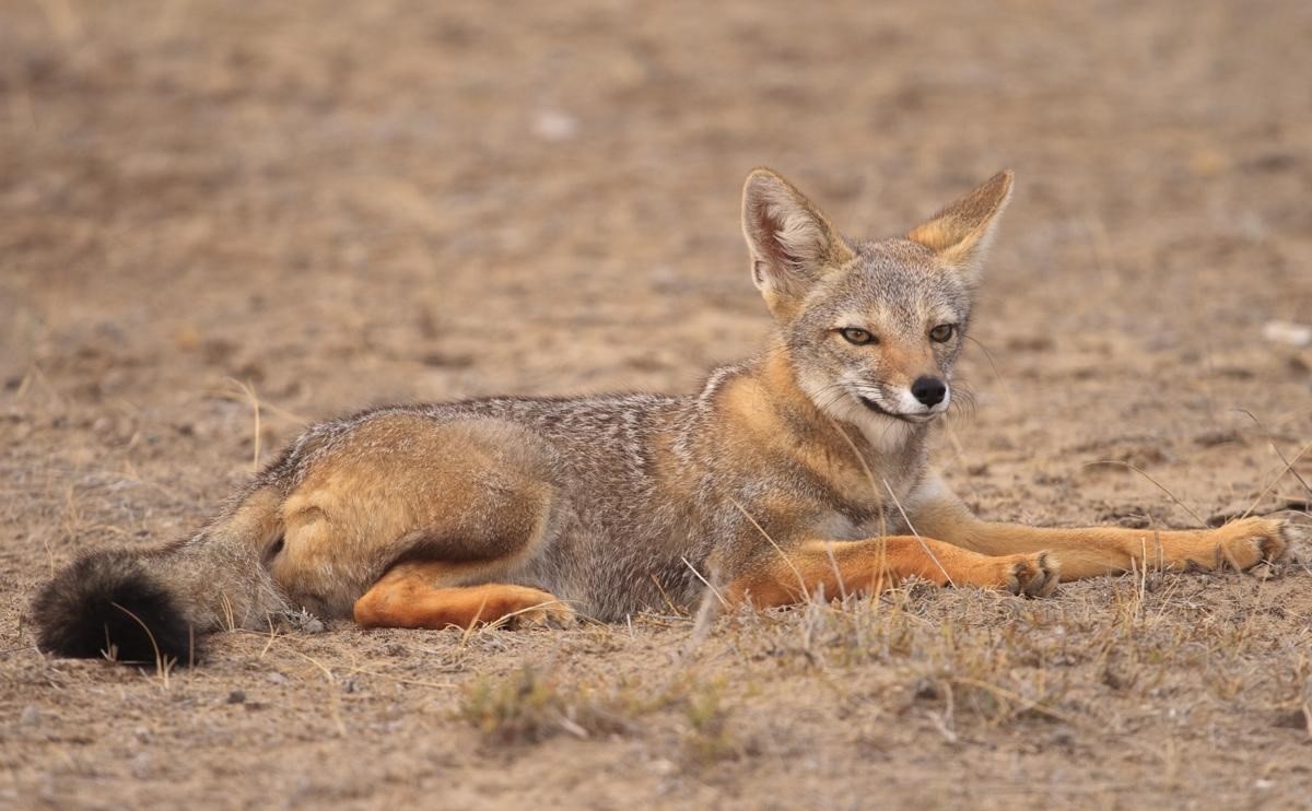 Coyote