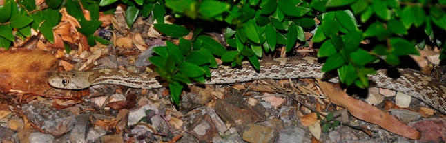 Baby Snake